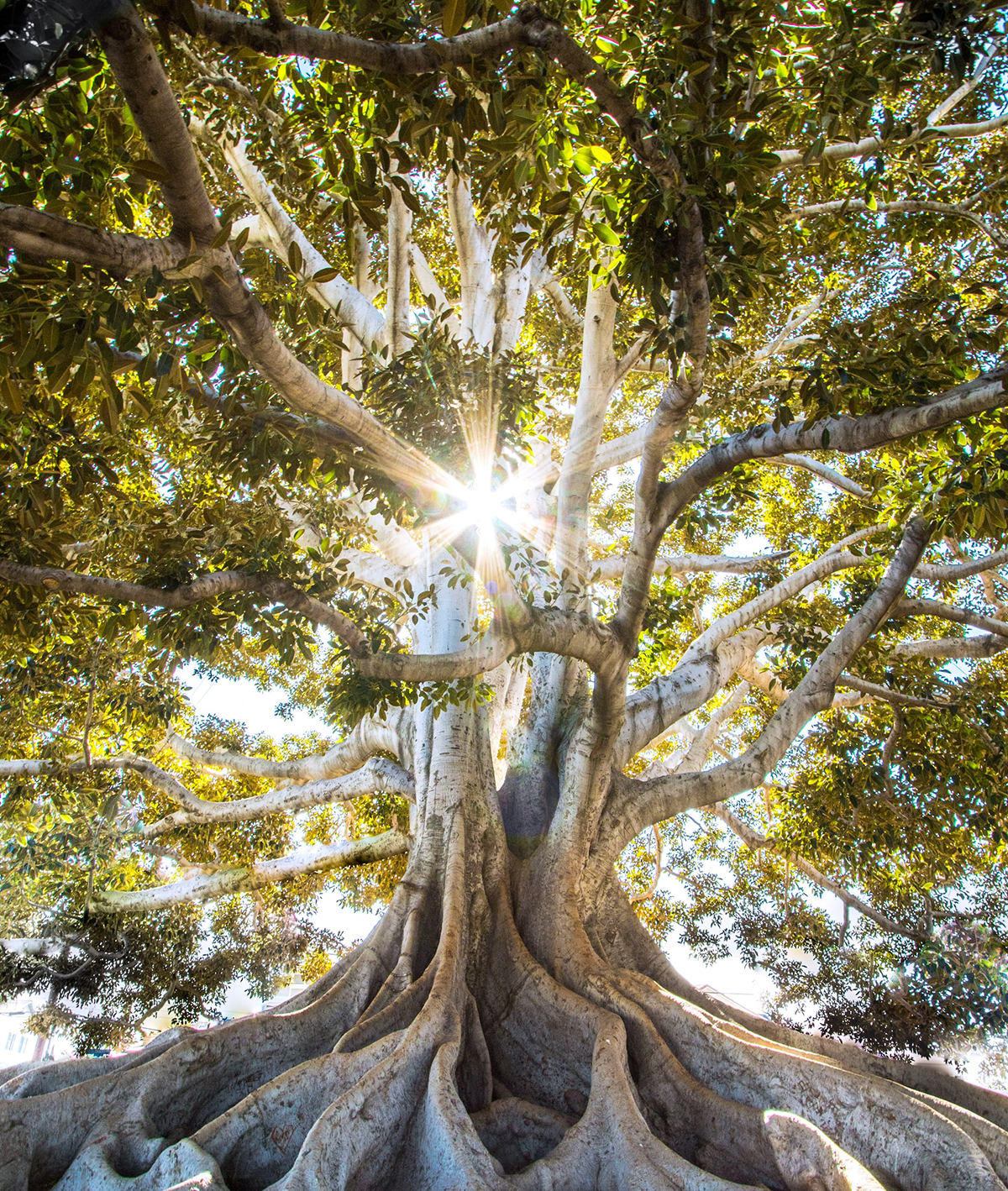 Sunbeams through tree with visible roots